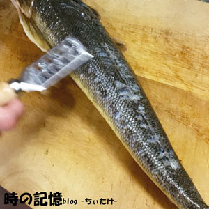 マゴチのさばき方 釣ったマゴチを煮付け 刺身 天ぷらにしました 時の記憶