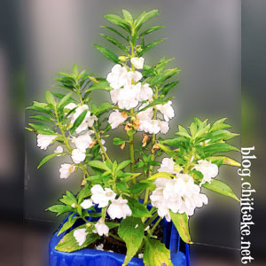 ホウセンカの不思議 同じ鉢植えに白い花の種を撒いたら片やピンク 片や白い花が咲きました 時の記憶