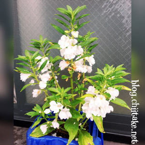ホウセンカの不思議 同じ鉢植えに白い花の種を撒いたら片やピンク 片や白い花が咲きました 時の記憶